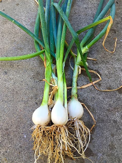 Tips for Planting Green Onions in Your Garden